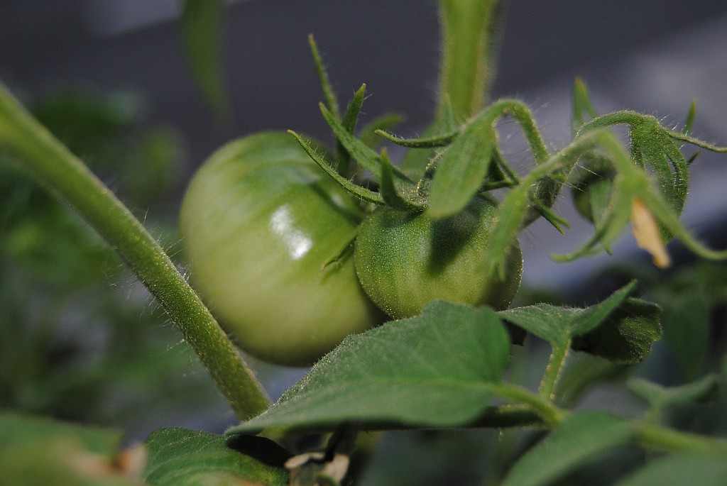 Bild: tomaten12azbf.jpg